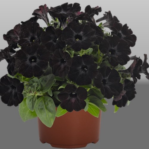 Petunia 'Sweetunia® Black Satin' - Petuunia 'Sweetunia® Black Satin' P9/0,55L